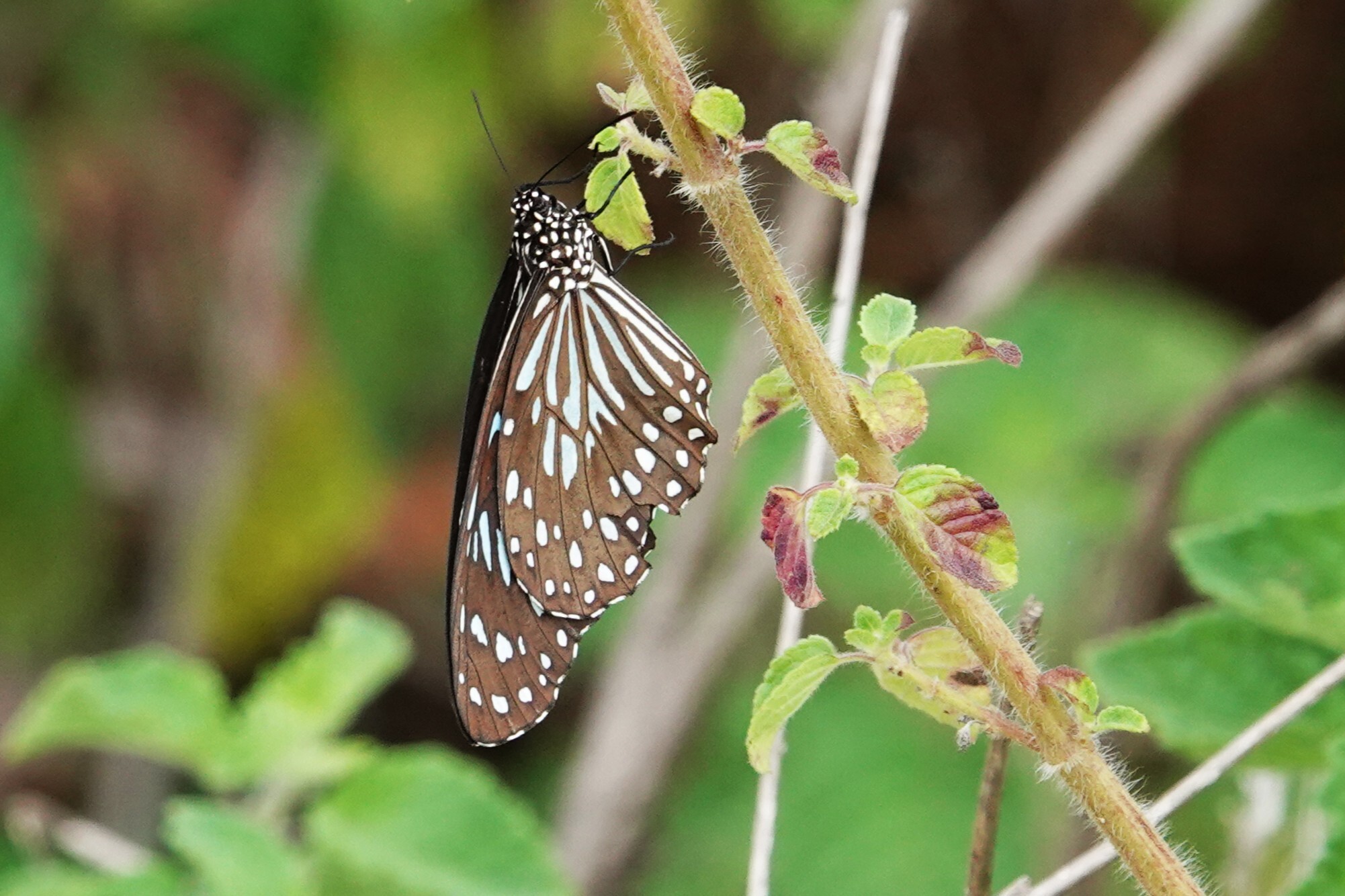 Dark Blue Tiger