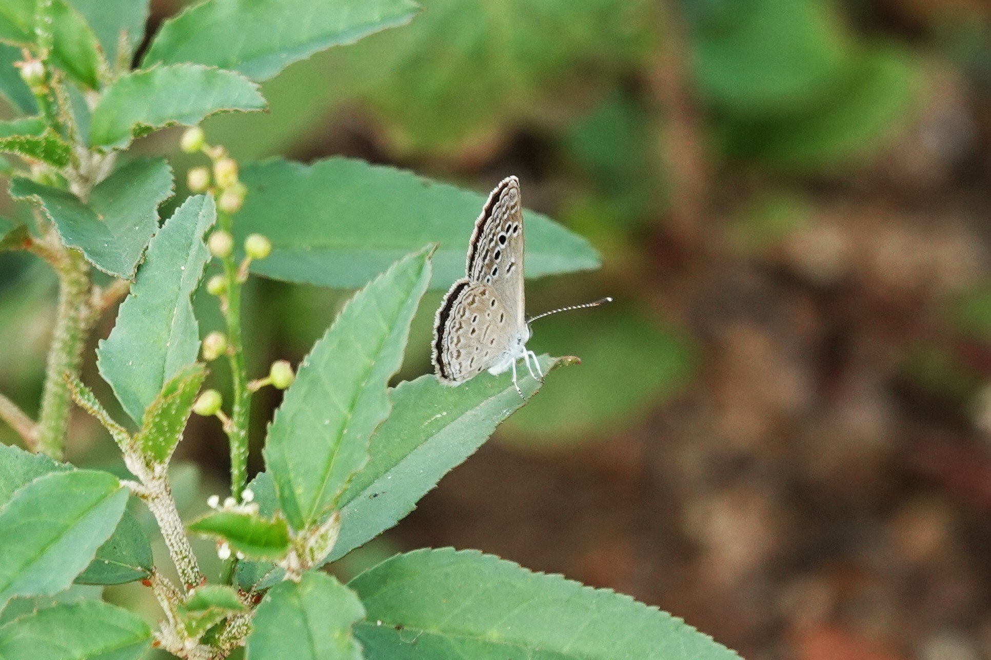Lesser Grass Blue