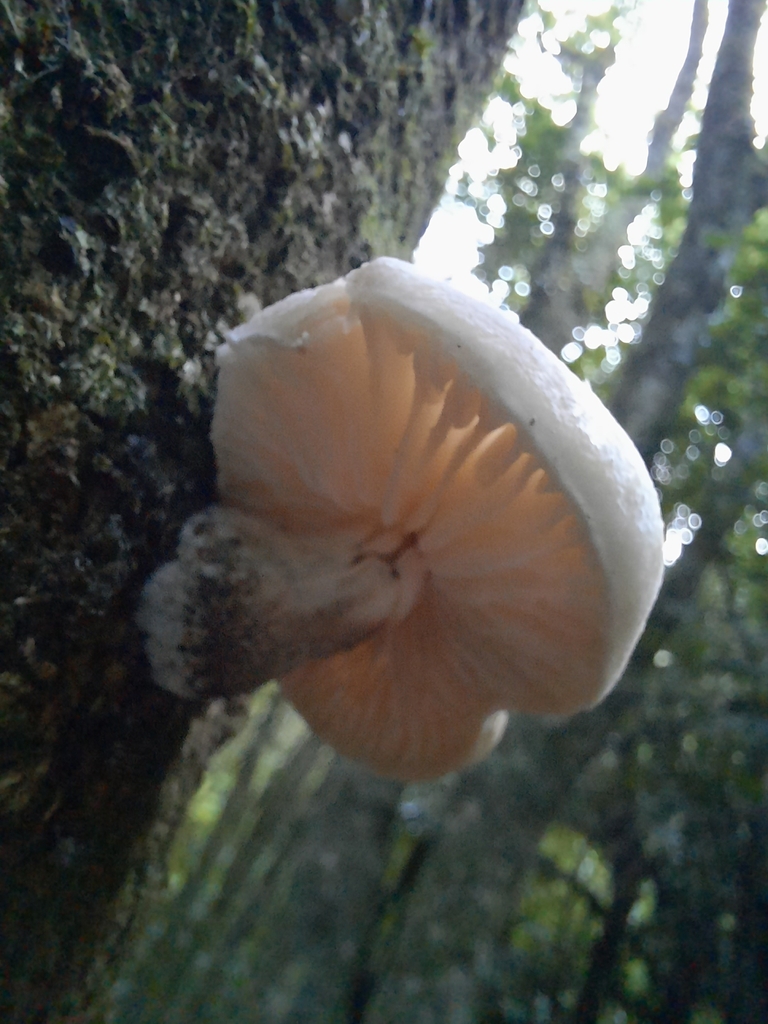 Oudemansiella australis · June 2025 · photo: © maxxrandomnumbers (iNaturalist, cc0)