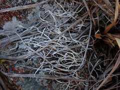 Thamnolia vermicularis vermicularis