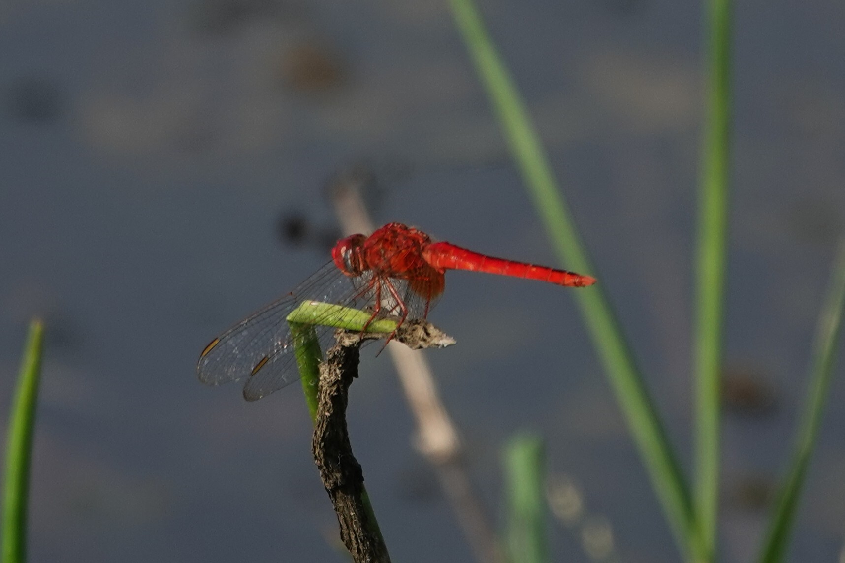 Scarlet Skimmer