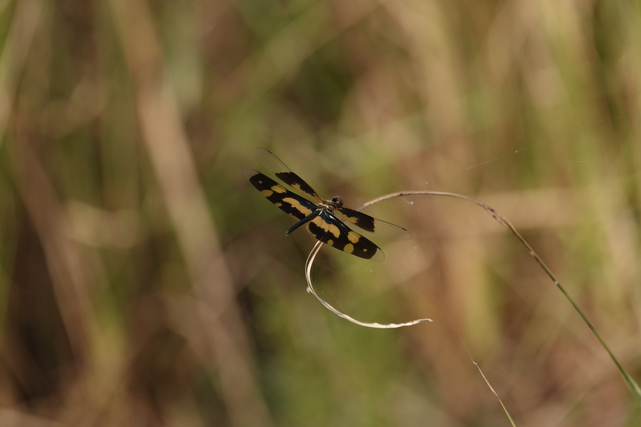 Common Picture Wing
