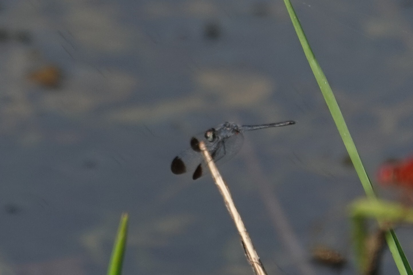 Black-Tipped Percher