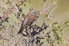 Spizella atrogularis