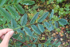 Robinia pseudoacacia