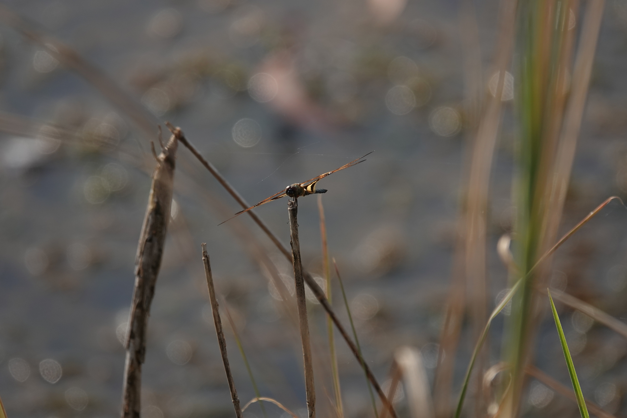 Common Picture Wing