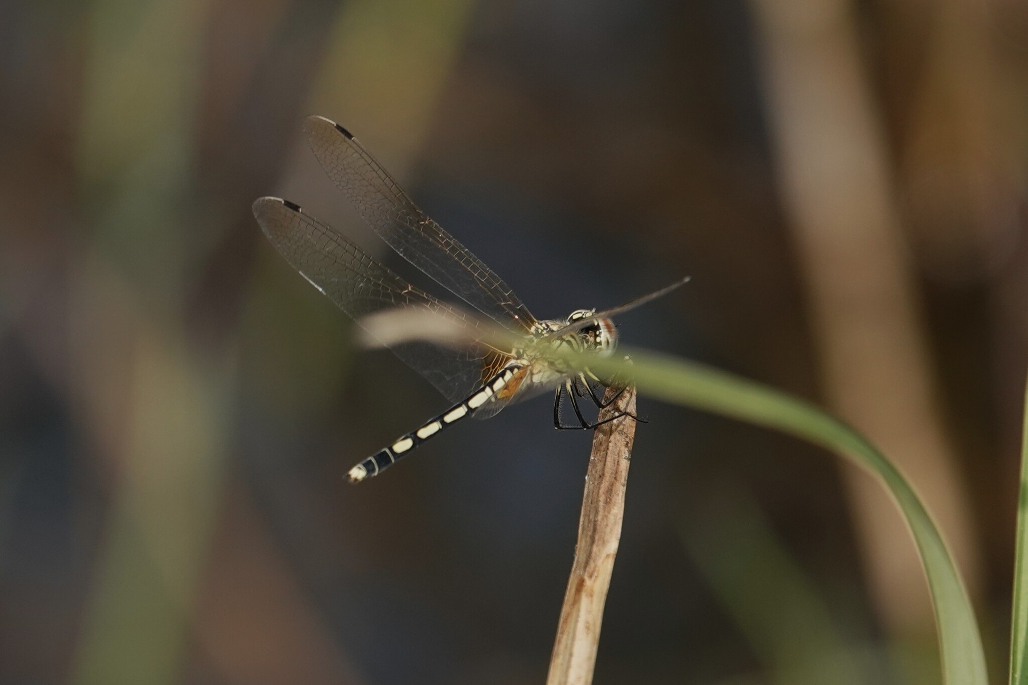 Long-Legged Marsh Glider