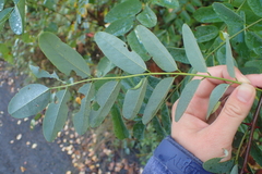 Robinia pseudoacacia
