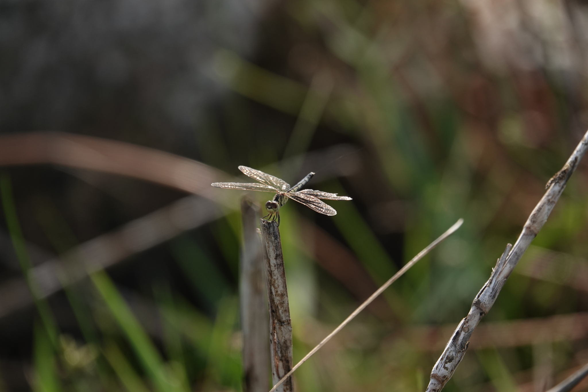 Black-Tipped Percher