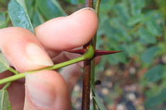 Robinia pseudoacacia