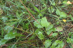 Plantago major