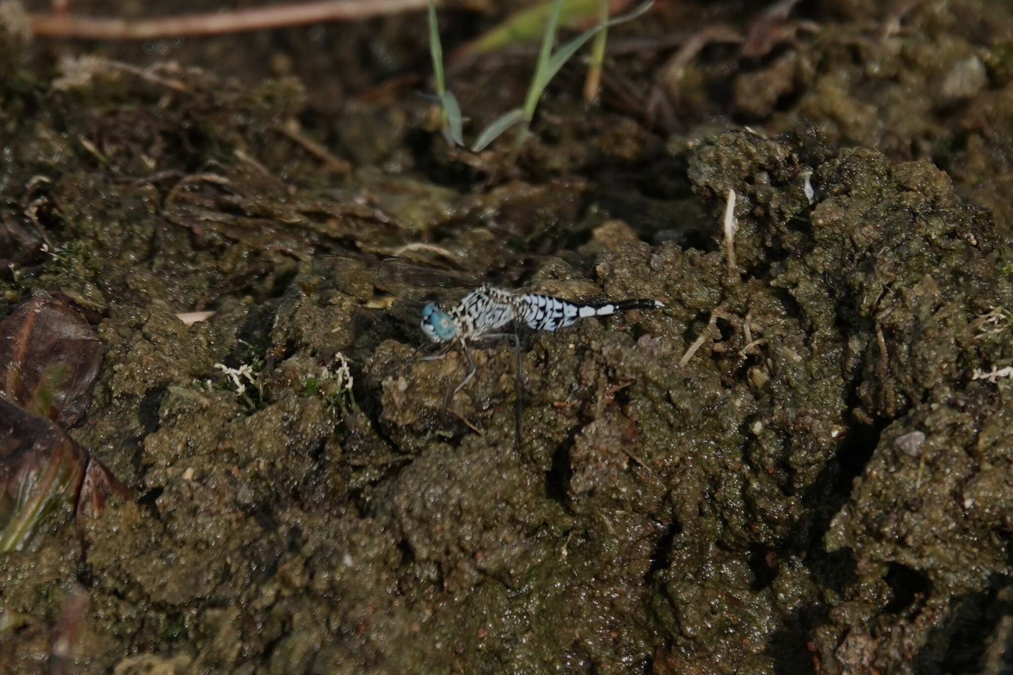 Trumpet-Tail