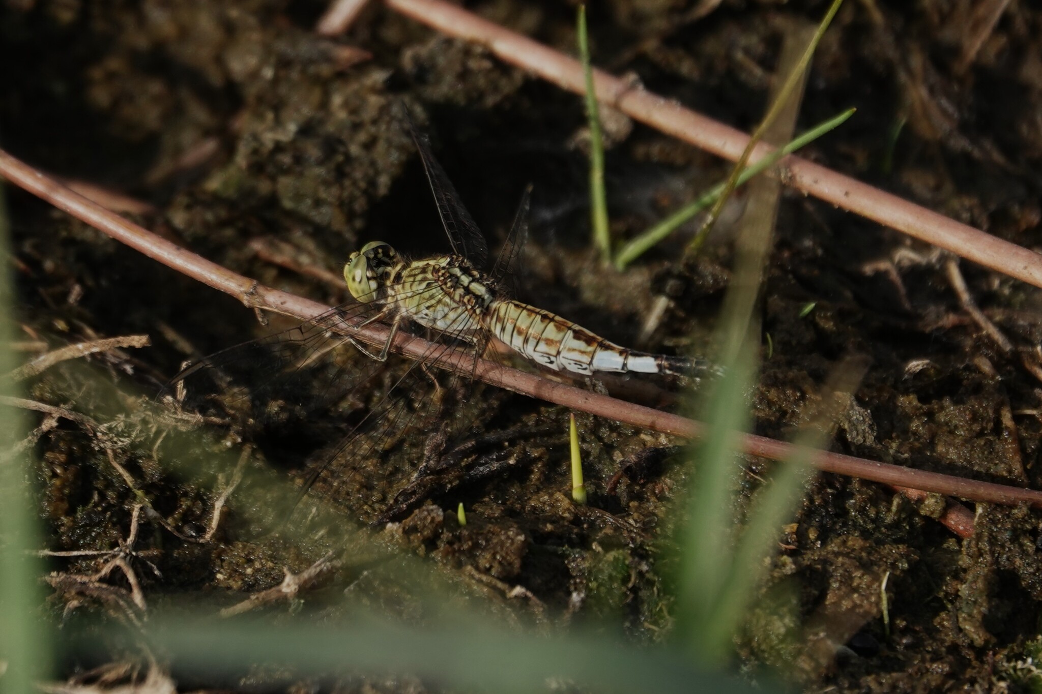 Trumpet-Tail