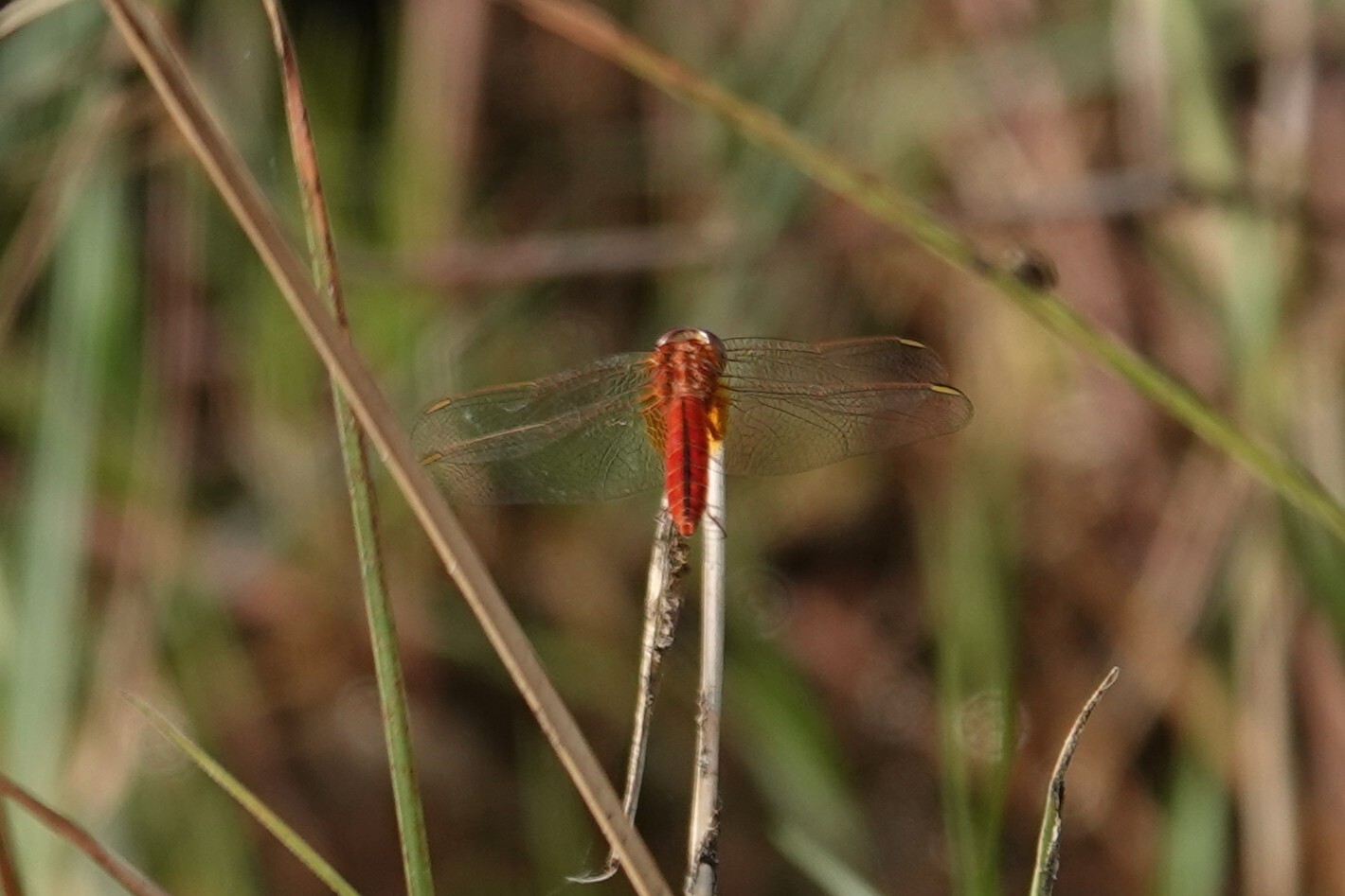 Scarlet Skimmer
