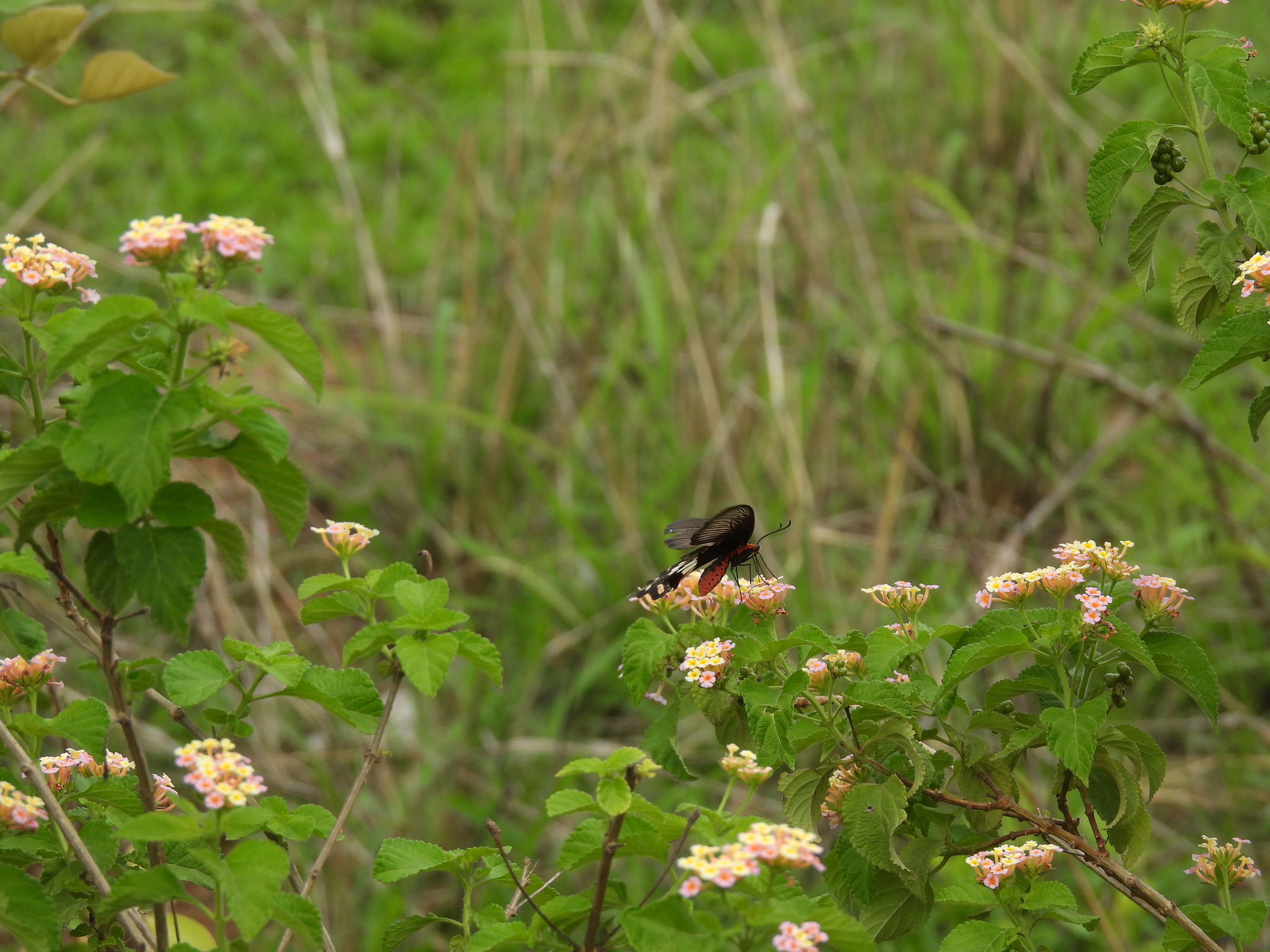 Common Rose