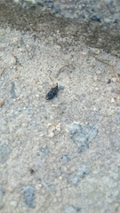 Sphenophorus brunnipennis