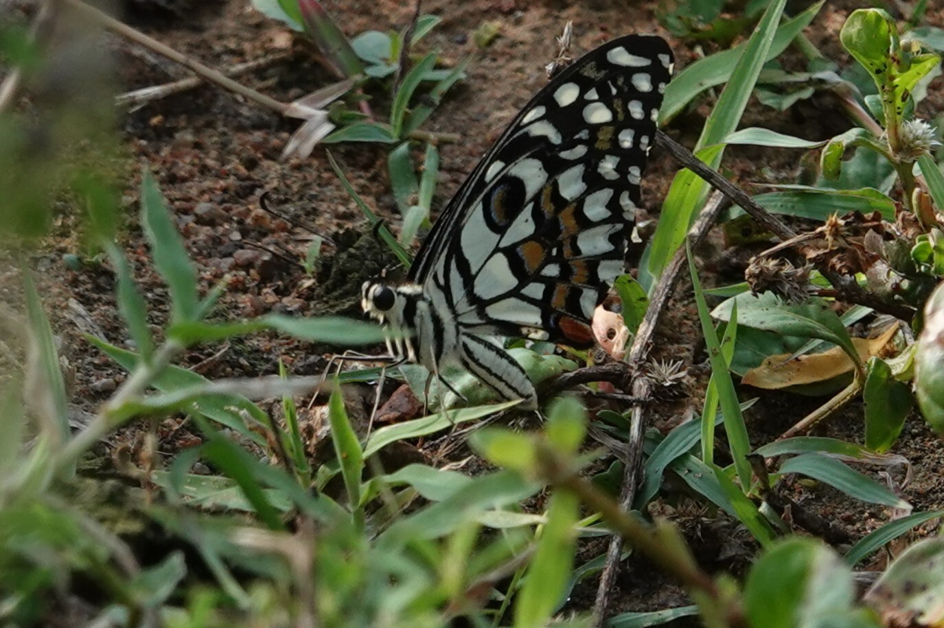 Lime Swallowtail