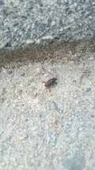 Sphenophorus brunnipennis