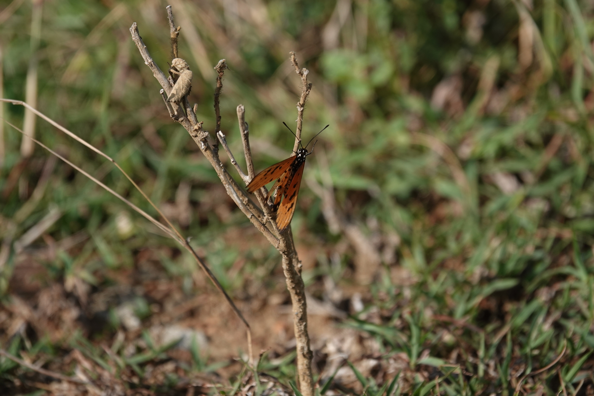Tawny Coster