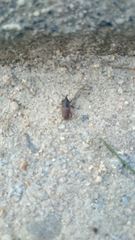 Sphenophorus brunnipennis