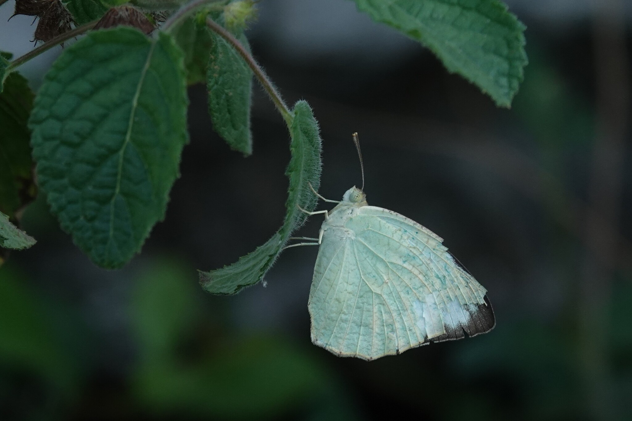 Mottled Emigrant