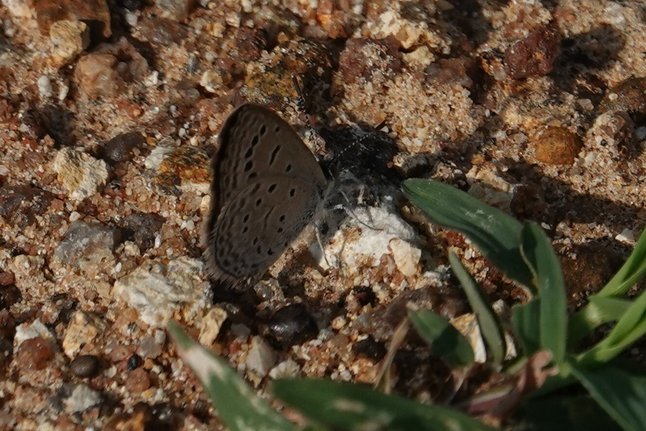 Dark Grass Blue
