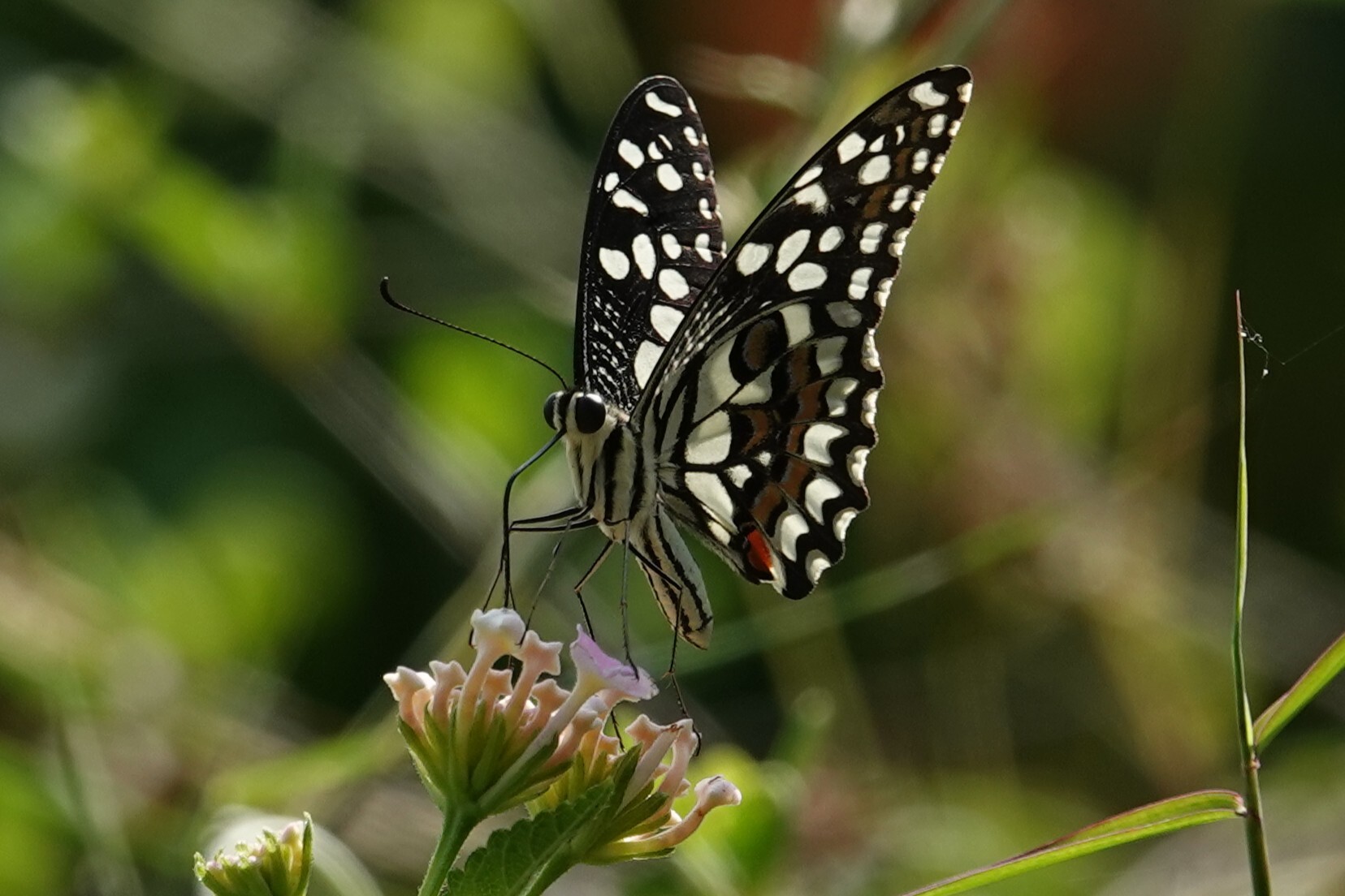Lime Swallowtail