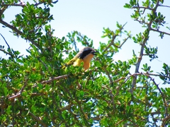 Telophorus olivaceus