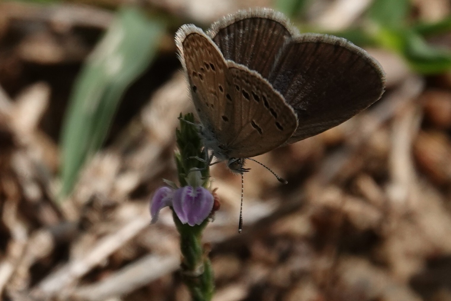 Lesser Grass Blue