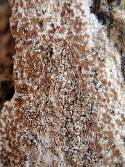 Lecanora kohu