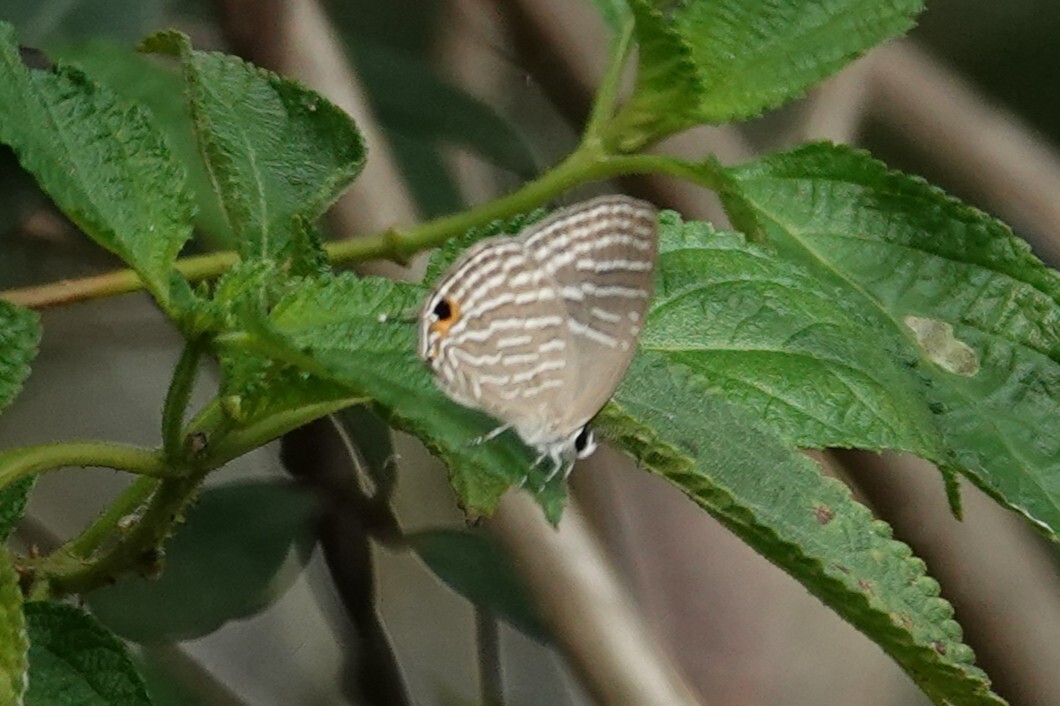Common Cerulean