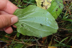 Plantago major