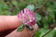 Trifolium pratense