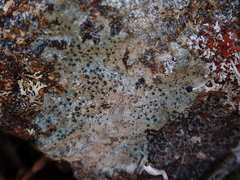 Diplotomma alboatrum