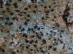 Diplotomma alboatrum