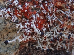 Stereocaulon colensoi