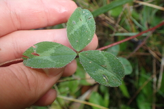 Trifolium pratense