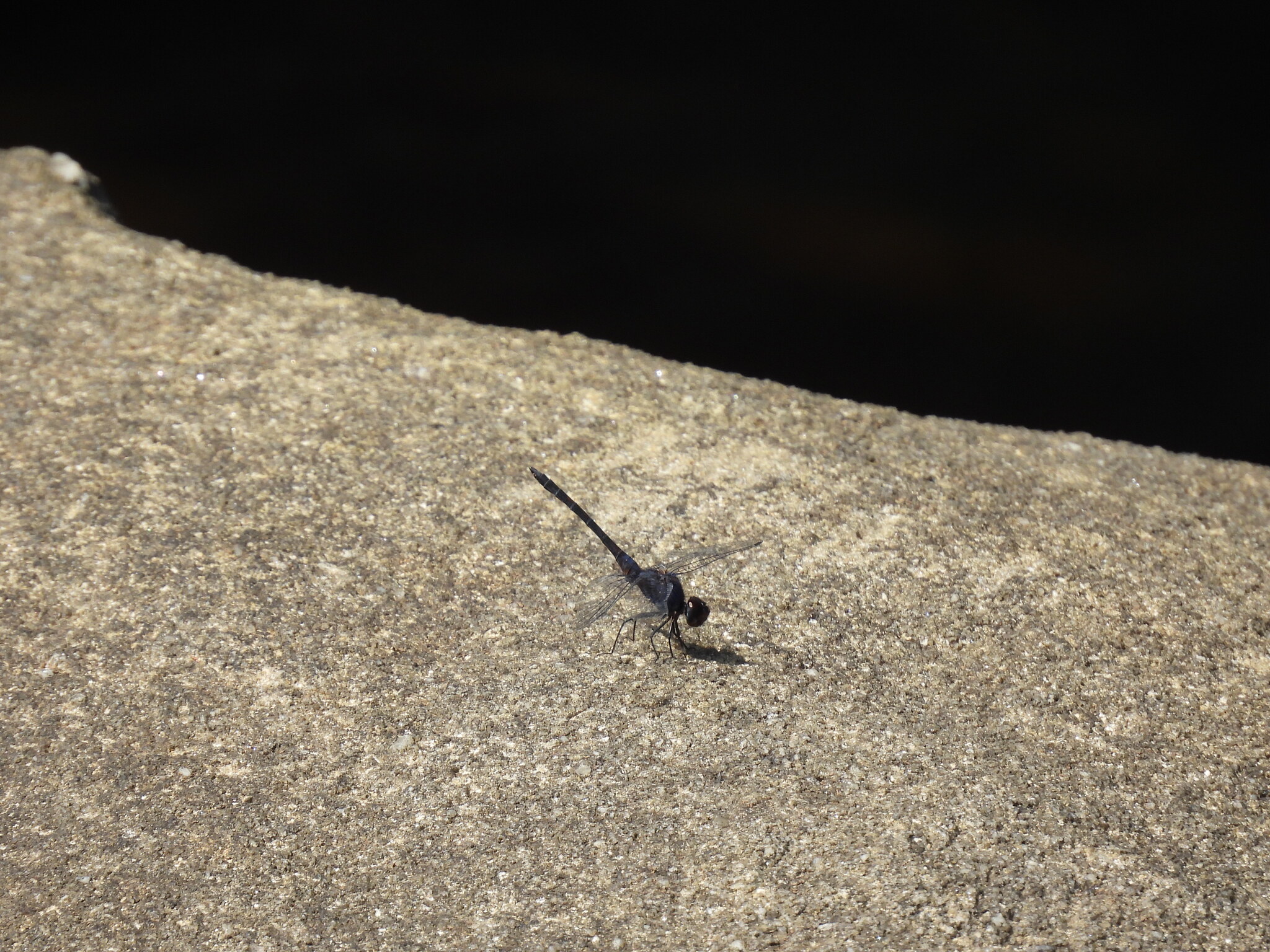 Black Stream Glider