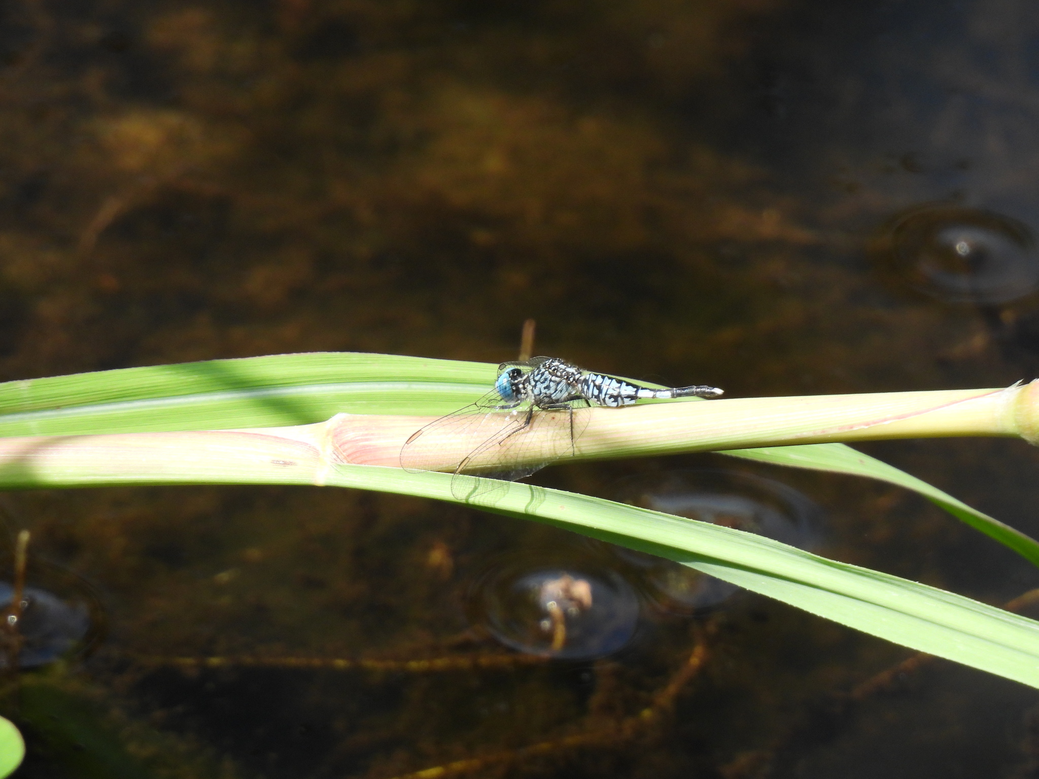 Trumpet-Tail