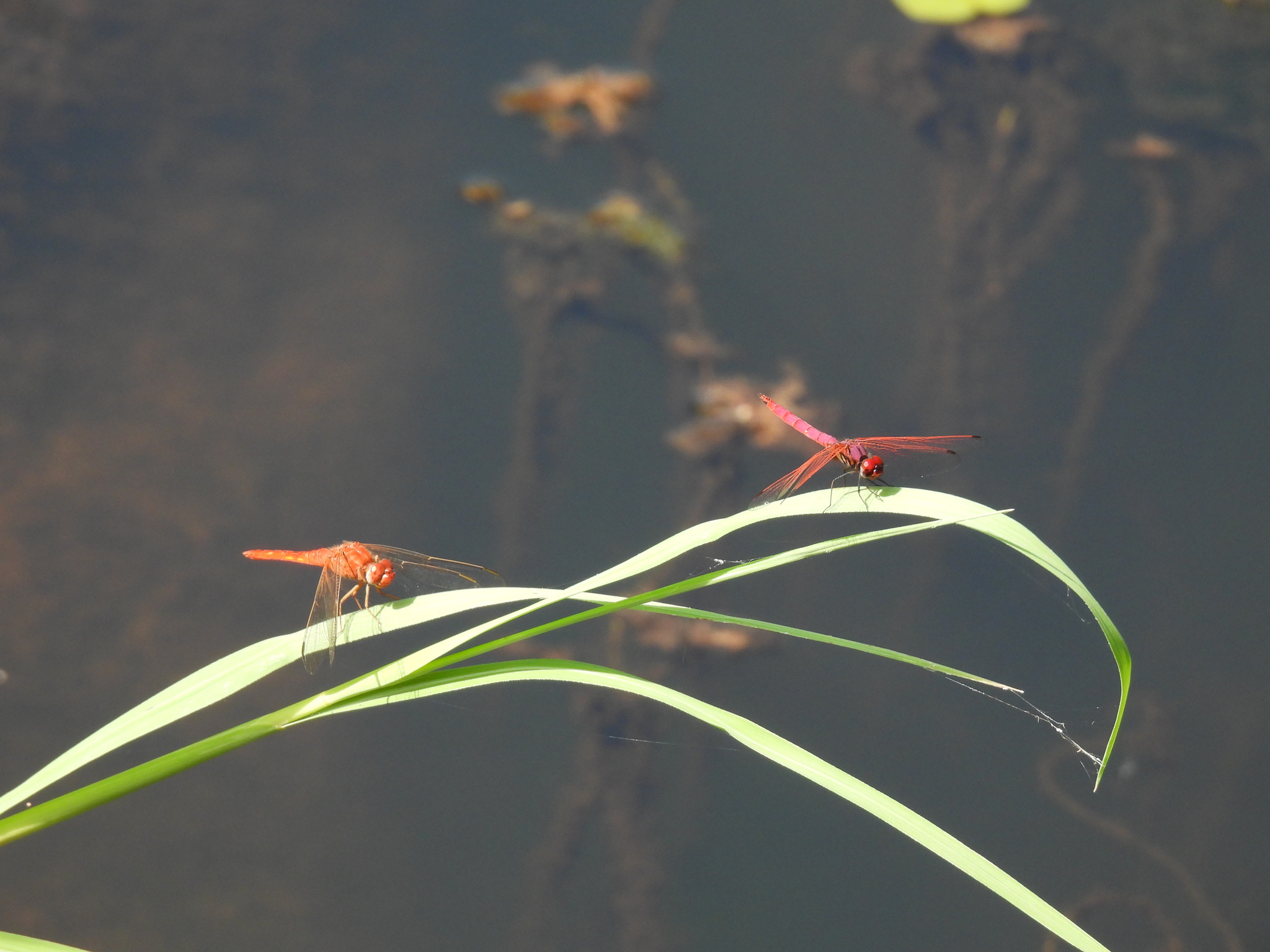 Crimson Marsh Glider