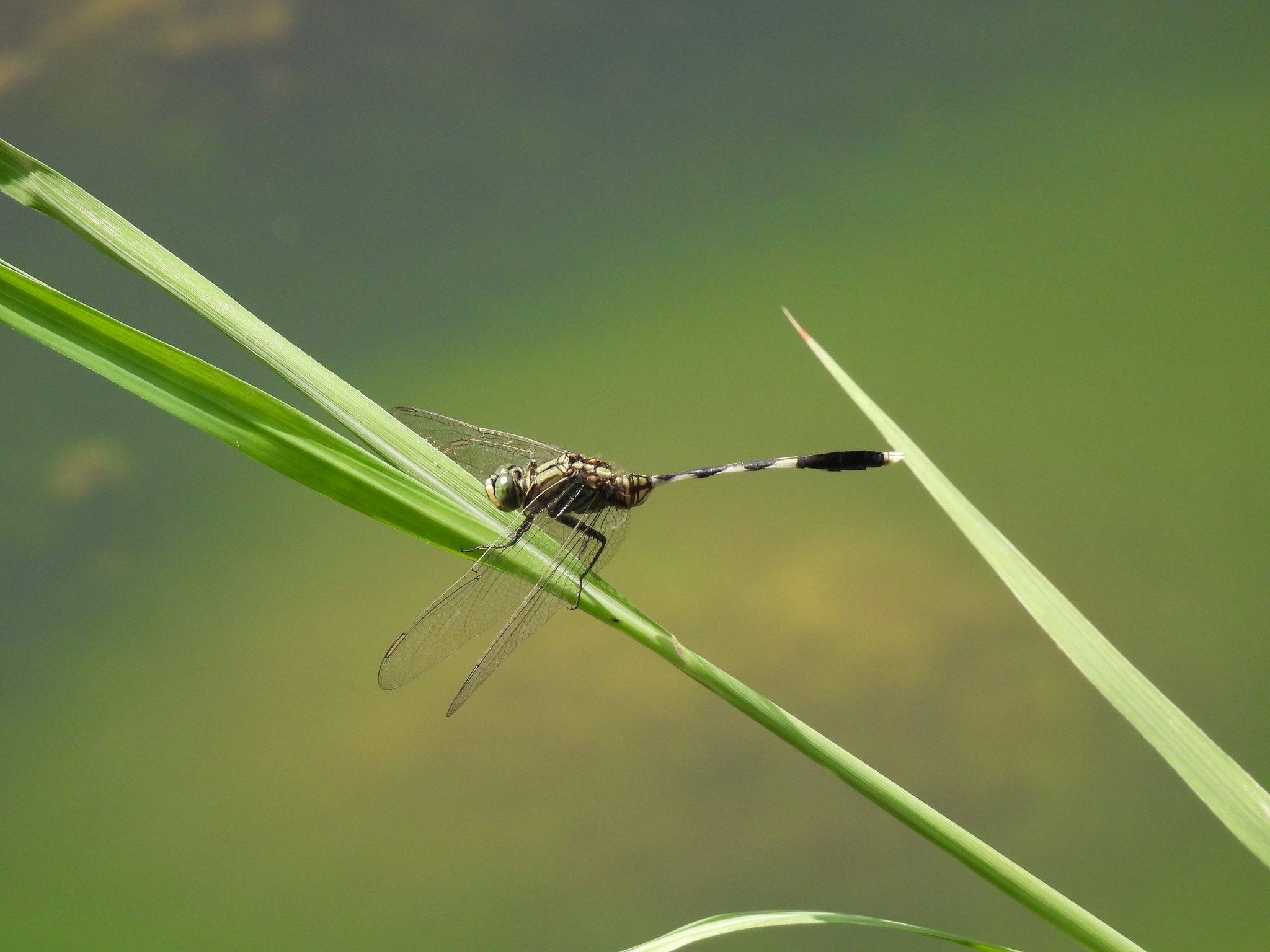 Slender Skimmer