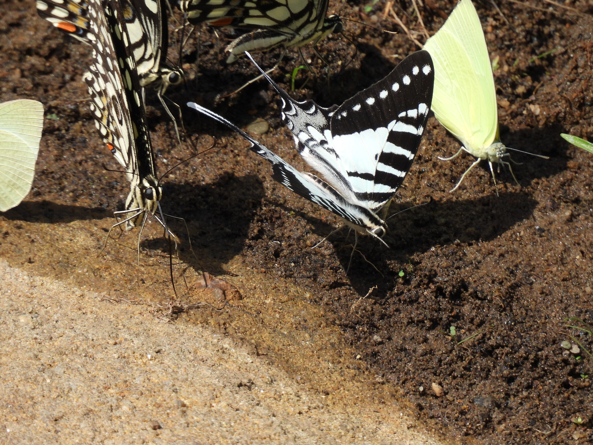 Spot Swordtail