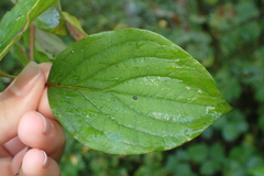 Cornus sanguinea