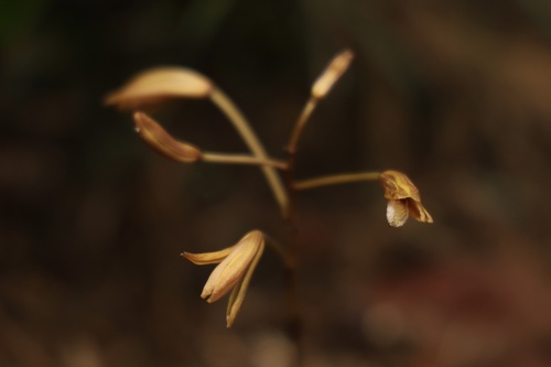 Lecanorchis hokurikuensis iNat (1)
