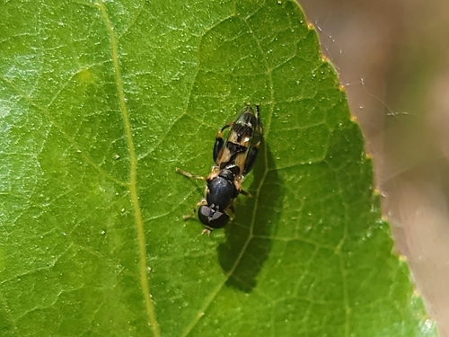 Unknown species found near Eagle, ID, USA