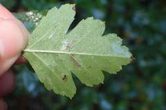 Crataegus monogyna