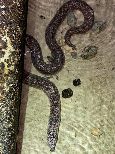 Uropterygius marmoratus observed 2025-06-21