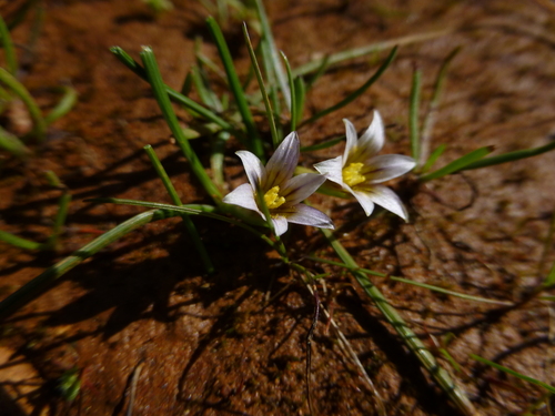 Sand Crocus
