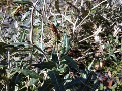 Lamyropsis sinuata