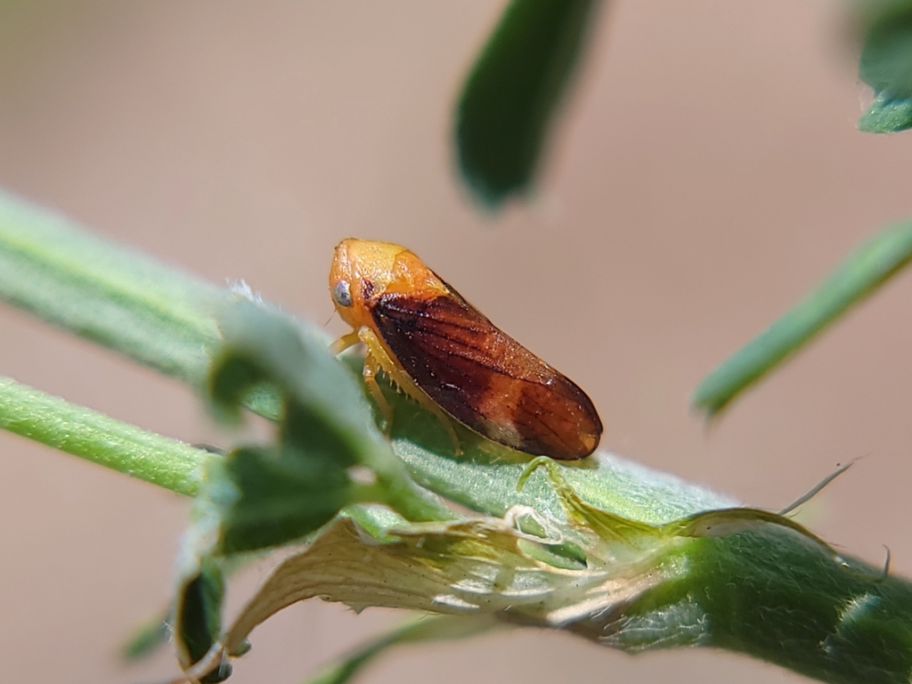Macropsis delongi